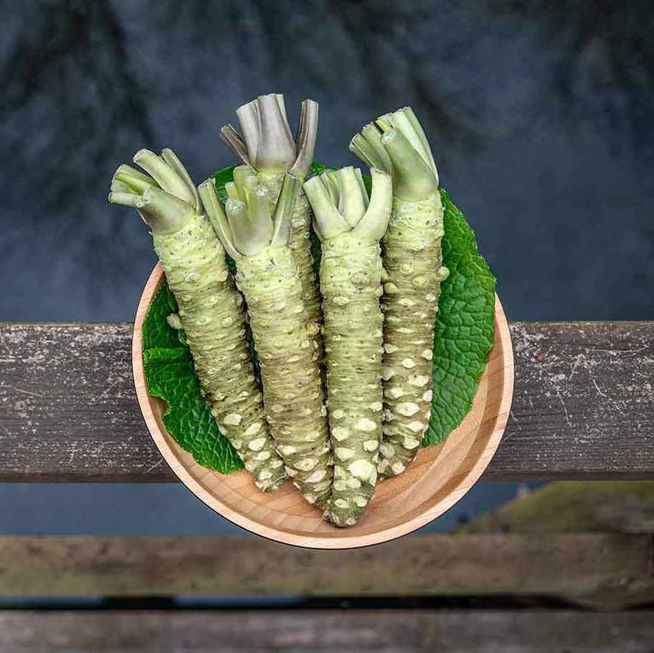 300 Japanese Wasabi Vegetable Heirloom Seeds