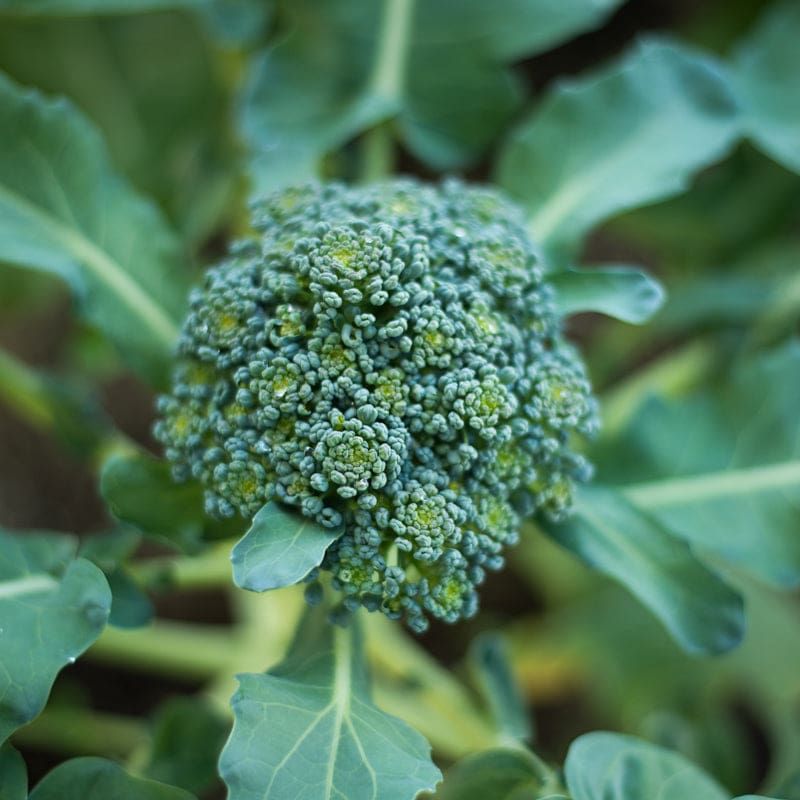 100 Di Cicco Broccoli Vegetable Seeds