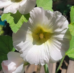 100 White Hollyhocks Alcea Rosea Flower Seeds