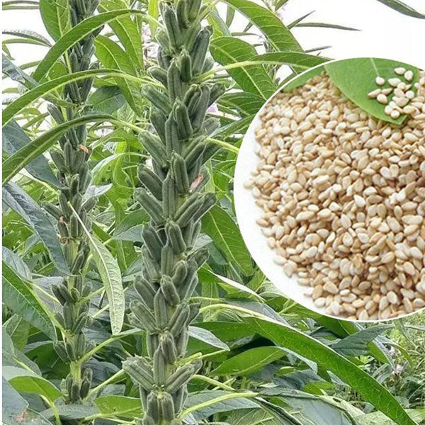 1000 White Sesame Seeds Sesamum Indicum