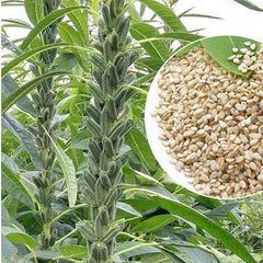 1000 White Sesame Seeds Sesamum Indicum