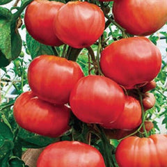 100 Italian Trip L Crop Tomato Non GMOs Vegetable Heirloom Seeds