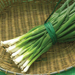 300 Onion Tokyo Long White Vegetable Seeds
