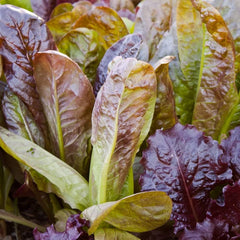 300 Fried Super Red Romaine Lettuce Vegetable Seeds