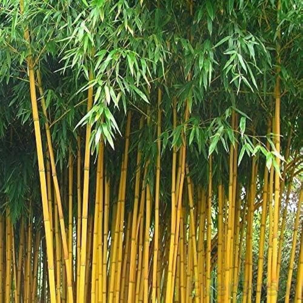 50 Feng Shui Golden Bamboo Seeds