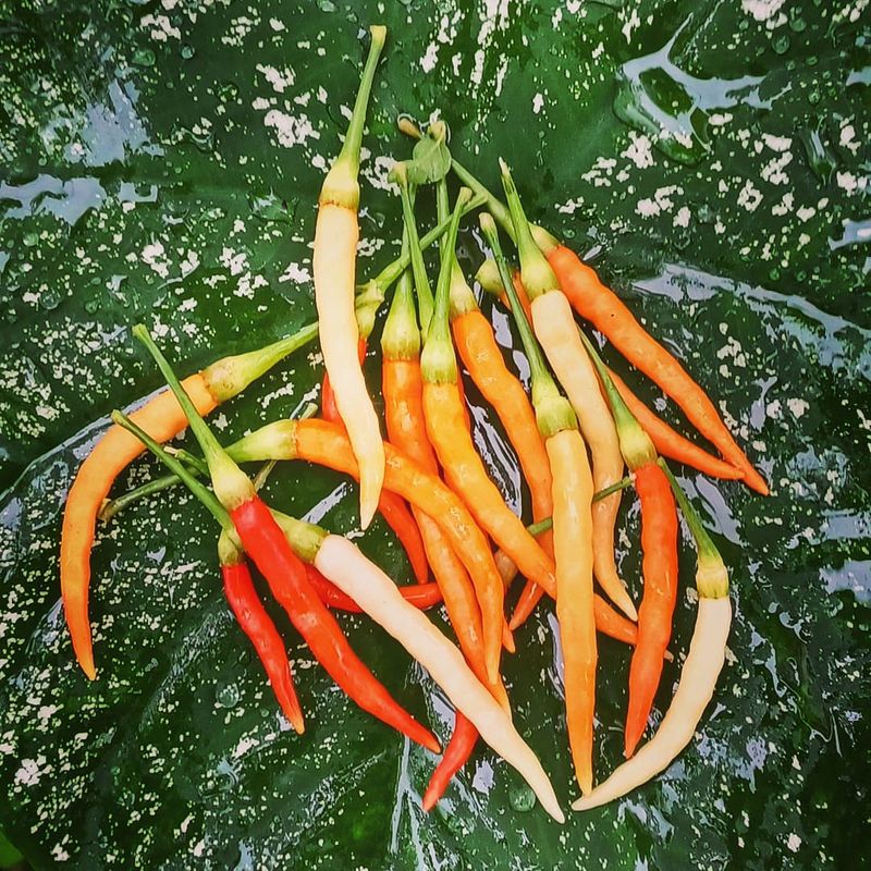 100 Spur Long Thai Chili Pepper Seeds