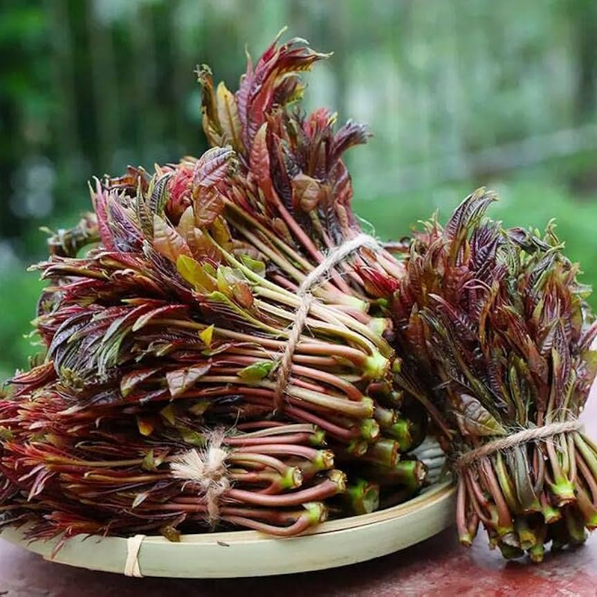 50 Toona Sinensis Chinese Mahogany Seeds