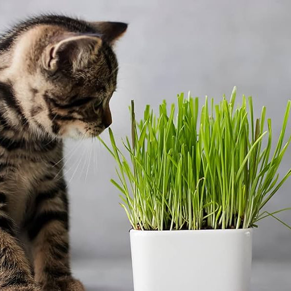 300 Cat Wheat Herb Premium Cat Grass Seeds Cat Love it