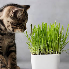 300 Cat Wheat Herb Premium Cat Grass Seeds Cat Love it