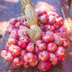 300 Sisaket Shallot Thai Onion Vegetable Seeds