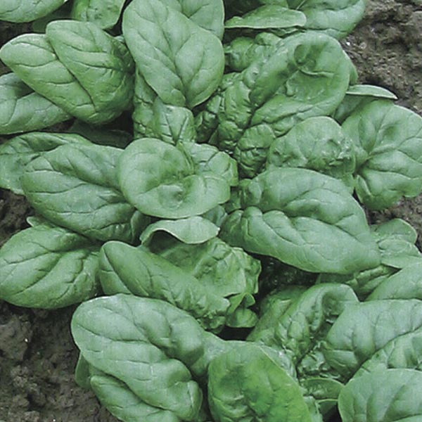 1000 Spinach Avon Vegetable Non-Gmo Heirloom Seeds