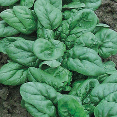 1000 Spinach Avon Vegetable Non-Gmo Heirloom Seeds