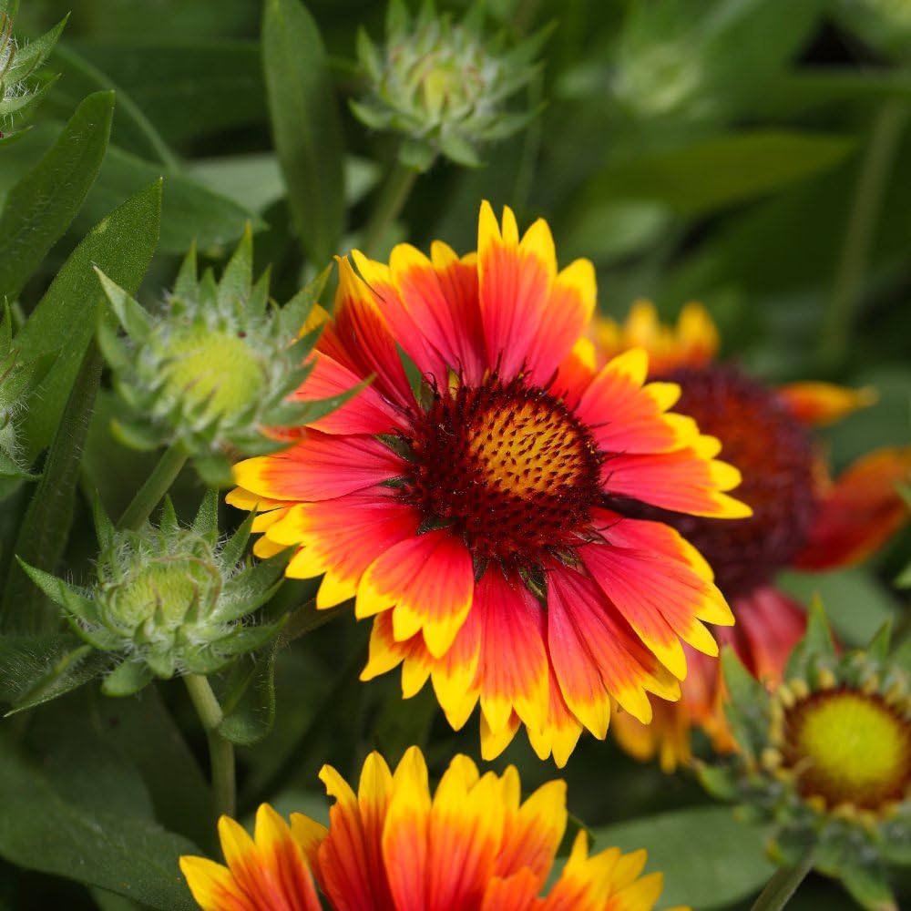 100 Goblin Blanket Grandiflora Seeds Perennial Flowers Annual Seeds