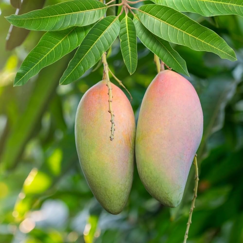 8 Thai Jin Huang Mango Tropical Fruit Mangifera Indica L. Seeds