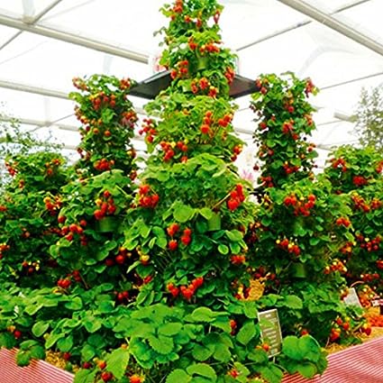 thumbnail image 2 of Giant Climbing Strawberry Tree Seeds – 30 Seeds – Edible, Fast Growing – Indoor/Outdoor 2 of 2
