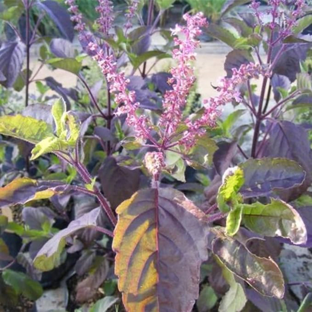 1000 Red Holy basil | Sacred basil Ocimum tenuiflorum L Seeds | Asia ...