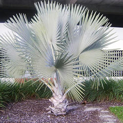 10 Seeds Bismarck Palm Bismarckia nobilis Palm Seeds