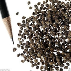 300 Blue Forget Me Not Flower Seeds