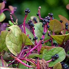 100 Red Indian Malabar Spinach Seeds