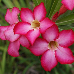 15 Thai Star Line Adenium Obesum Desert Rose Seeds