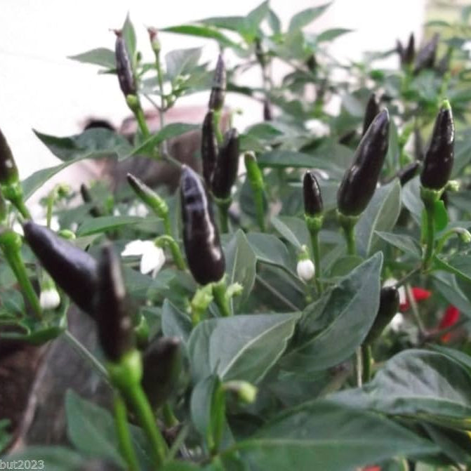 Black peppers growing on a plant with green leaves