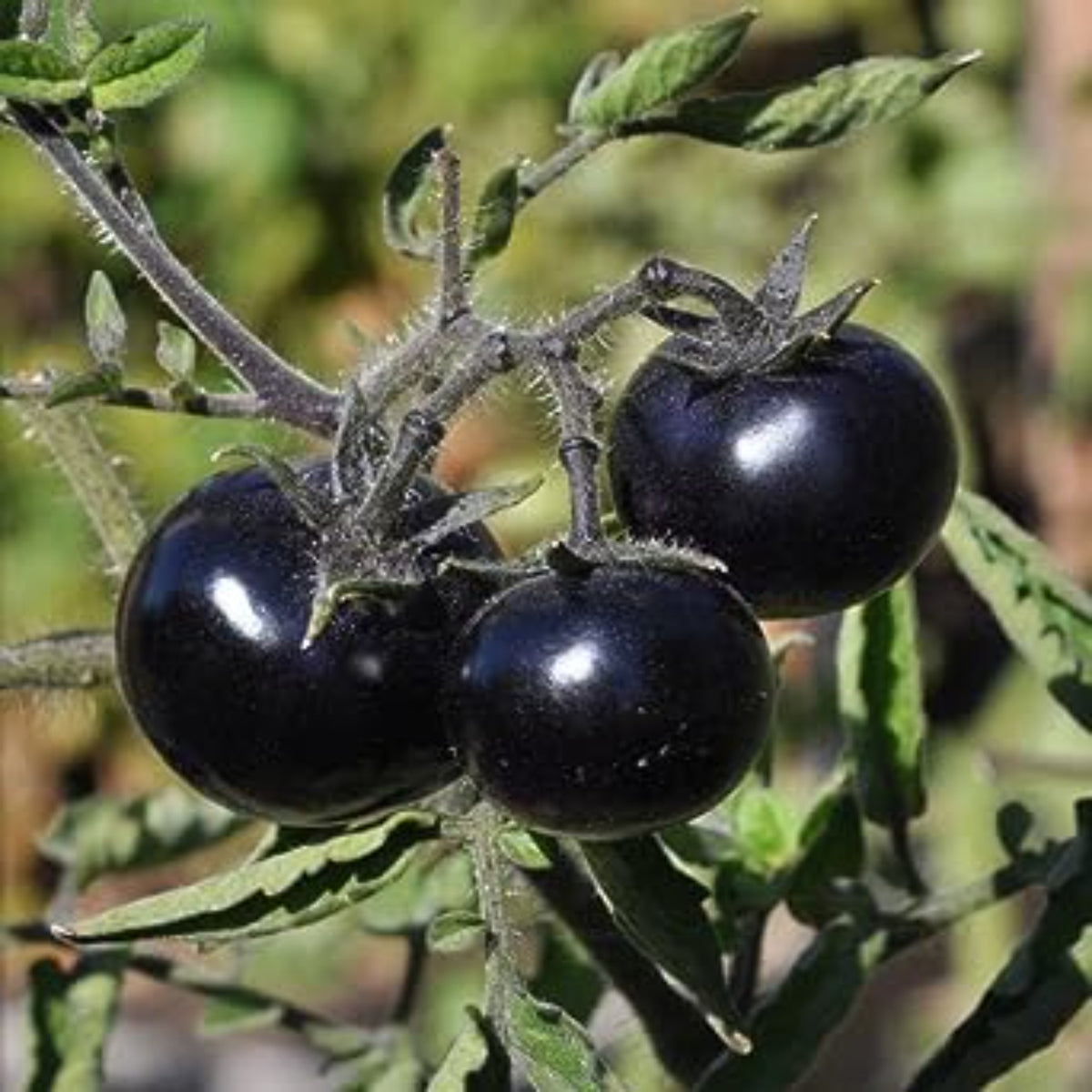 100 Indigo Rose Purple Tomato Plant Seeds (Asia Vegetable) Lycopersicon esculentum Mill.