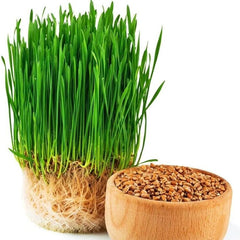 300 Cat Wheat Herb Premium Cat Grass Seeds Cat Love it