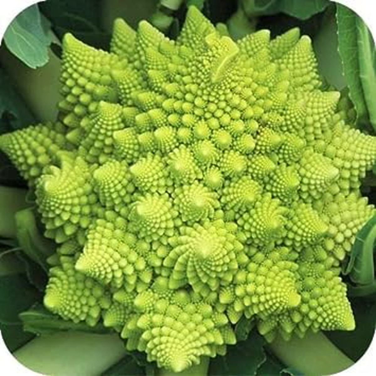 100 Romanesco Broccoli Pagoda Heirloom Seeds (Vegetable) Non Gmo