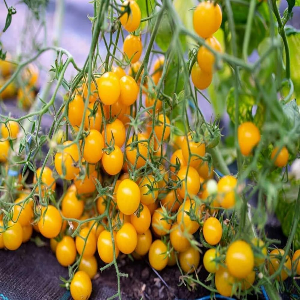 100 Yellow Cherry F1 hybrid Tomato Seeds Asia Vegetable
