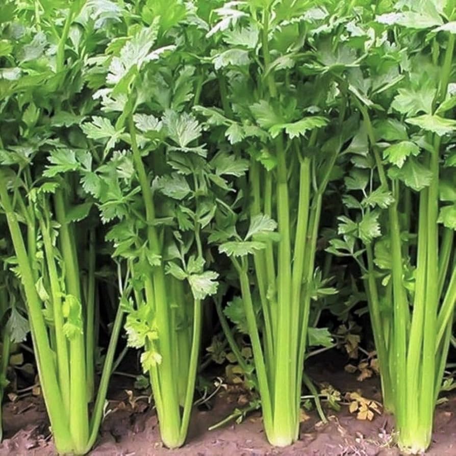 1000 Chinese Guangzhou Celery Seeds