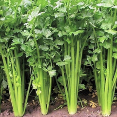1000 Chinese Guangzhou Celery Seeds