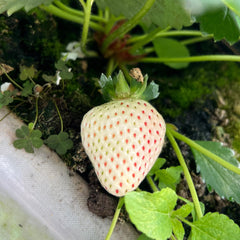 100 Chiang Mai White Strawberry Fruit Bonsai Seeds