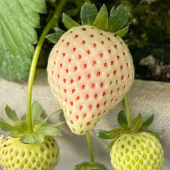 100 Chiang Mai White Strawberry Fruit Bonsai Seeds