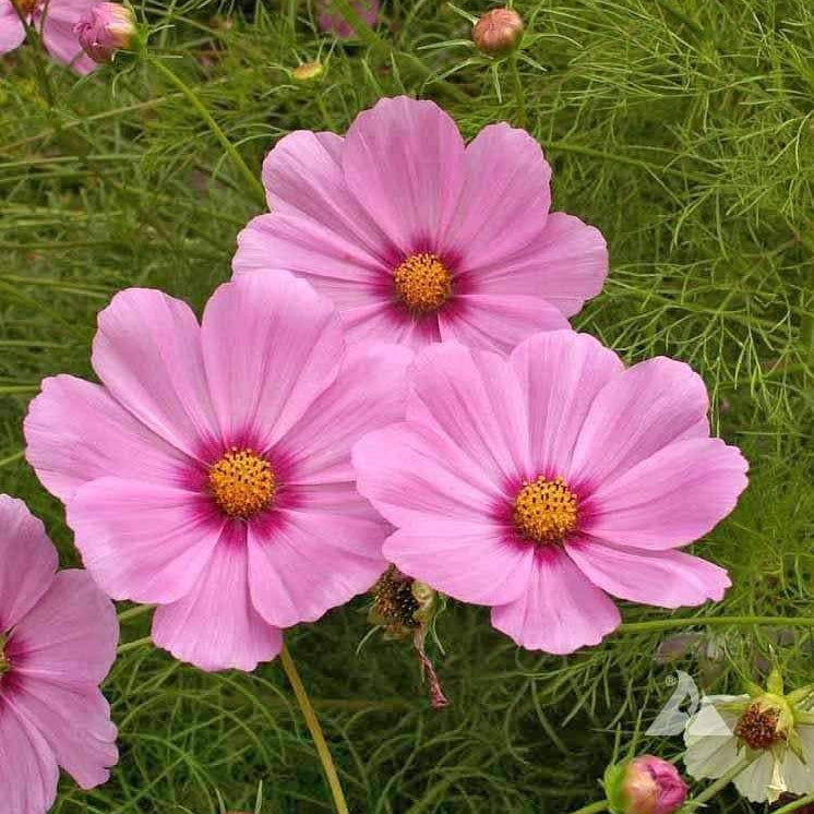 500 Pink Cosmos Flower Seeds