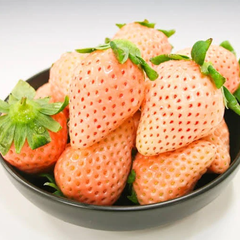 100 Awayuki Japanese Strawberry Fruit Seeds