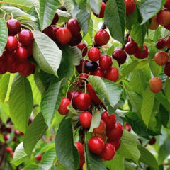30 Minnie Royal Cherry Bonsai Tree Seeds