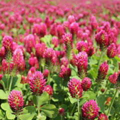200 Red Groundio Crimson Clover Trifolium incarnatum Seeds