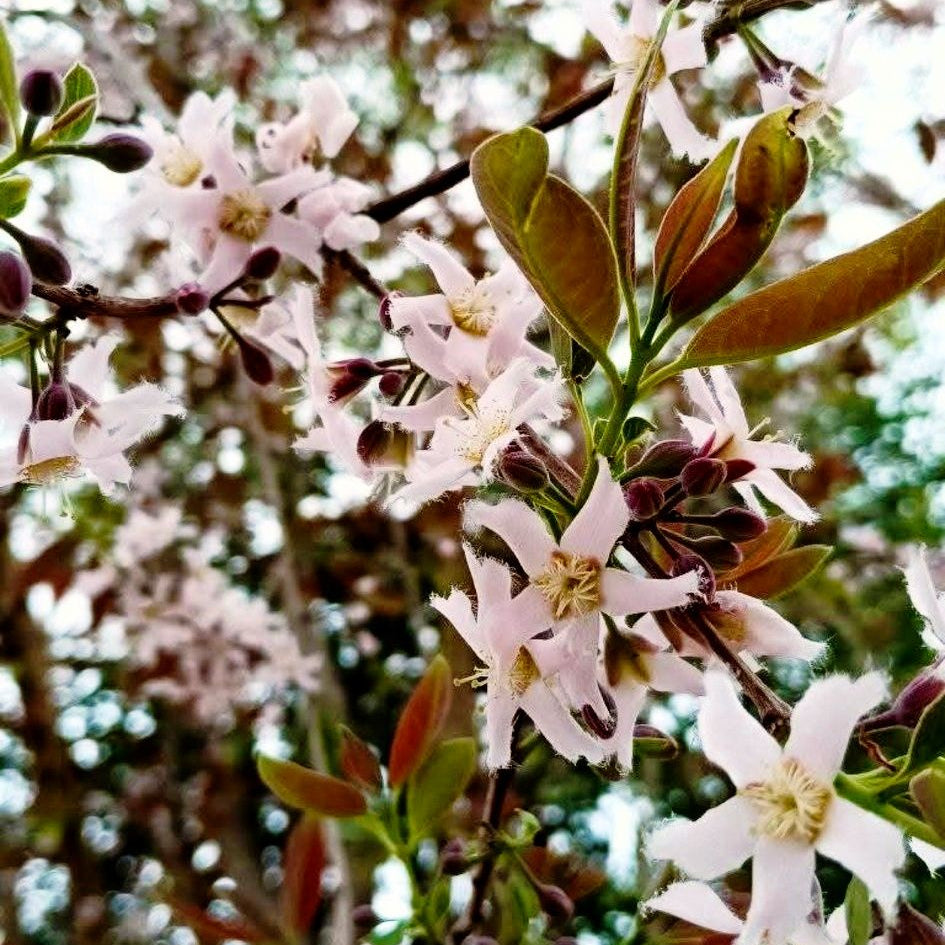 Close-up of white flowers on a branch with a blurred natural background
