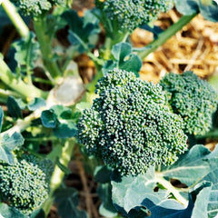 100 Calabrese Broccoli Vegetable Seeds