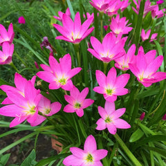 35 Pink Rain Lily Zephyranthes Flower Seeds