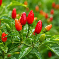 100 Pequin Bird Chili Pepper Seeds