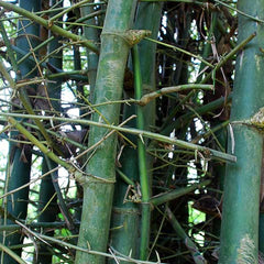 50 Bambusa Spinosa Bamboo Seeds