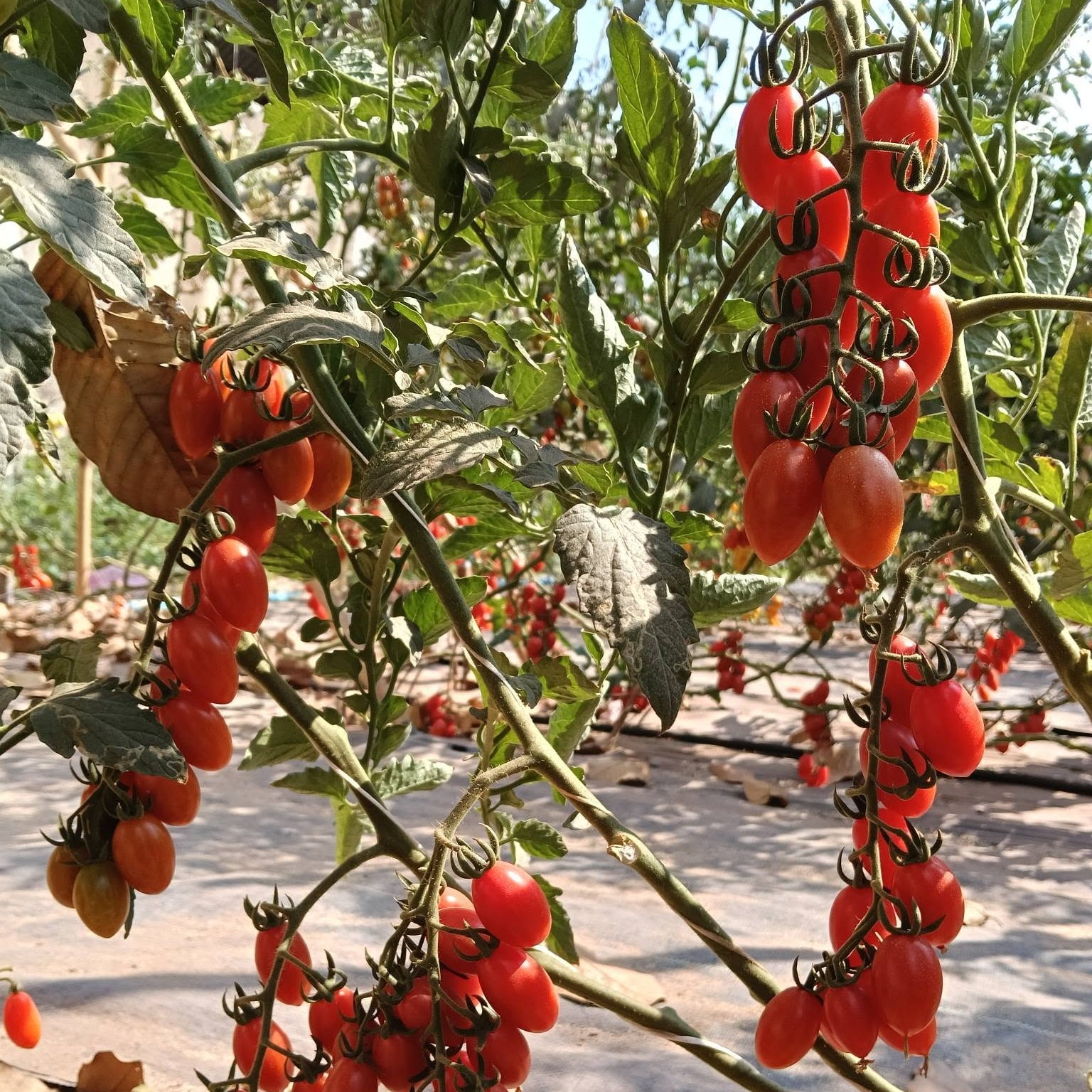 Ripe tomatoes growing on a vine with a natural outdoor background