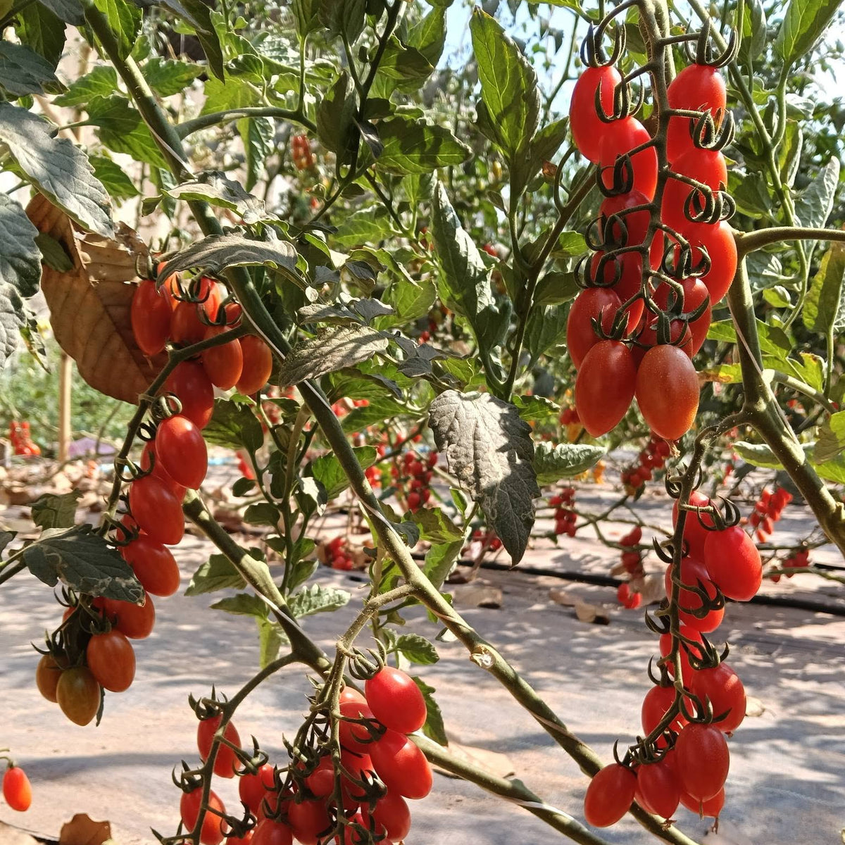 Ripe tomatoes growing on a vine with a natural outdoor background