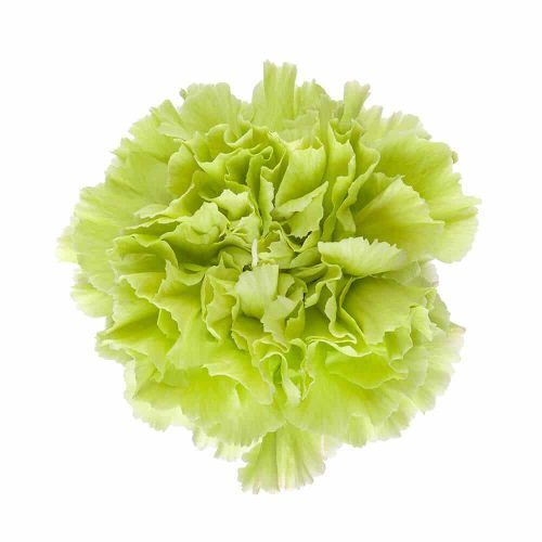 100 Green Carnation Seeds Dianthus Flowers Seed Flower Perennial