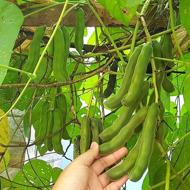 35 Velvet Bean Seeds White Flower