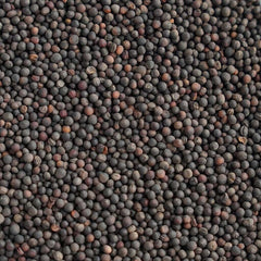 1000 Thai Kale Vegetable Non-gmo Heirloom Seeds