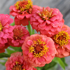 300 Lilliput Salmon Zinnia Flower Seeds