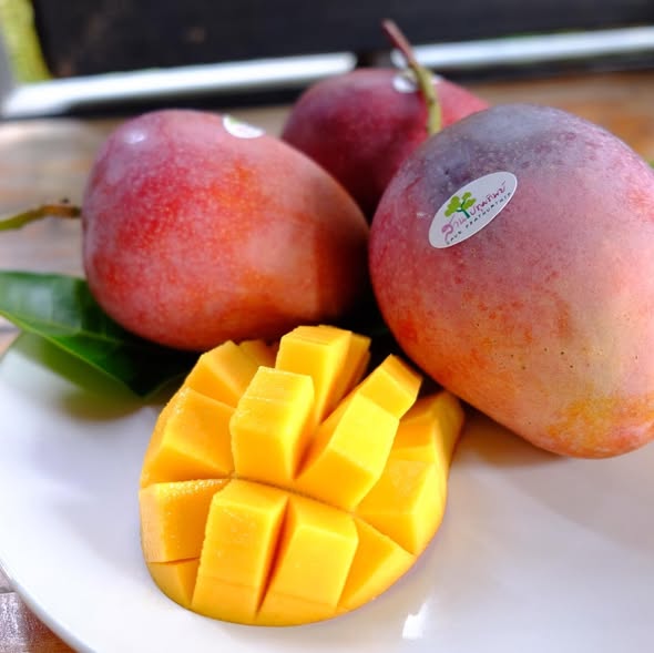 8 Pingguowen Mango Tropical Fruit Mangifera Indica L. Seeds