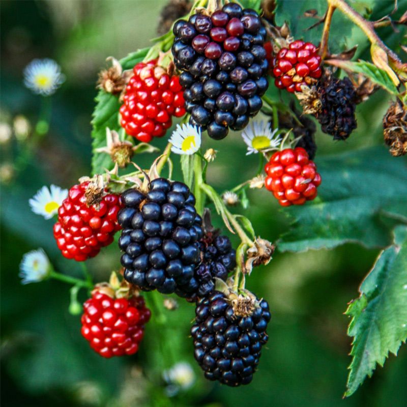 100 Sweet Ark Blackberry Blackberries Black Berry Non-GMO Fruit Seeds